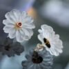 Natural Crystal Petal Stud Earrings/Unique Flower Earrings/Handcrafted Carved Petal Quartz Earrings|Minimalist Beach Earrings|Birthday Gift